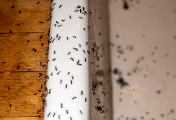 Pest Control Cost in Wallace, ID