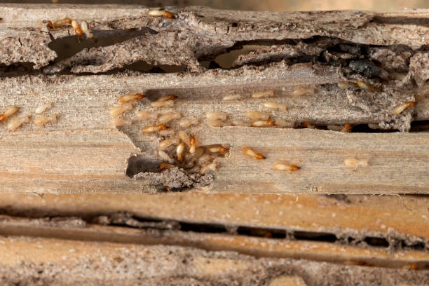 Best Commercial Pest Control Services  in Wallace, ID