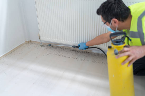 Best Local Pest Control Services  in Wallace, ID