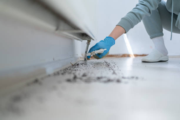Best Insect Control  in Wallace, ID